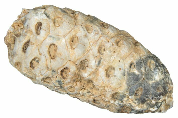 Fossil Cycadophyte Seed Cone - Boujdour, Morocco #325311